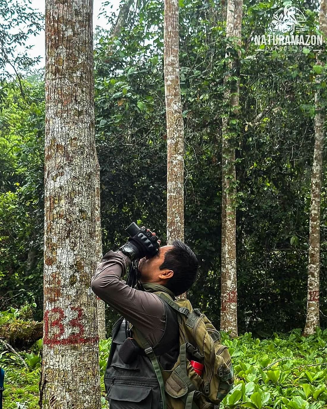 Observador de aves apuntando sus binoculares hacia el dosel en un varillal de troncos delgados