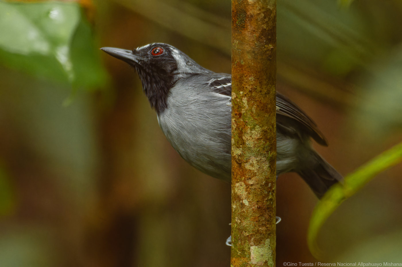 Allpahuayo Antbird with grey plumage and a black face, its red eye clearly visible, perched beside a thin white-sand forest trunk