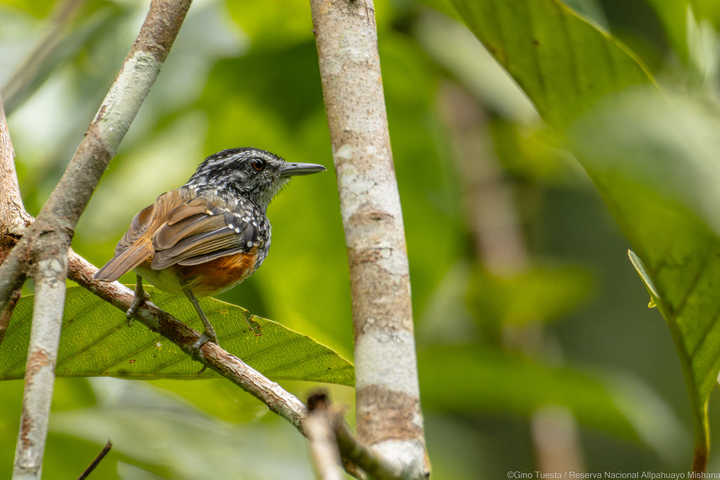 Male Peruvian Warbling-Antbird, its breast streaked black and white, its back brown and its flanks orange, perched on a broad leaf