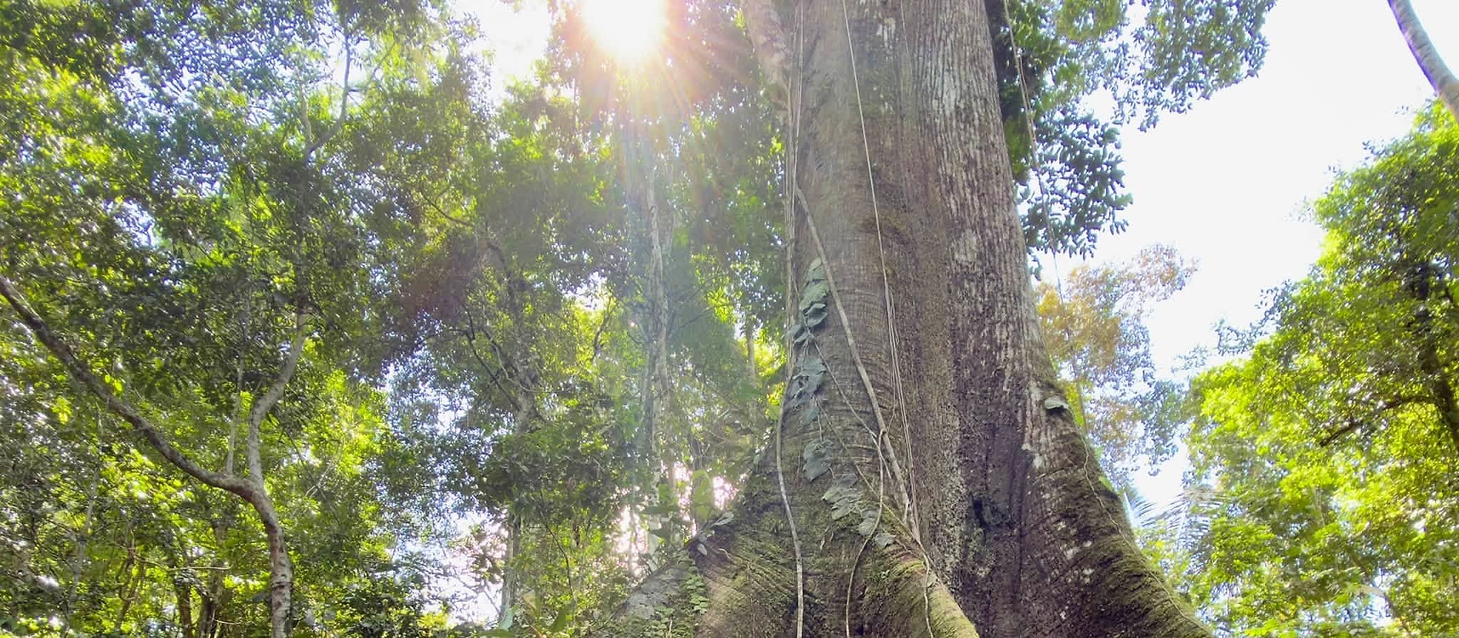 Árbol emergente de gran altura visto desde el suelo del bosque, con el sol filtrándose entre las ramas
