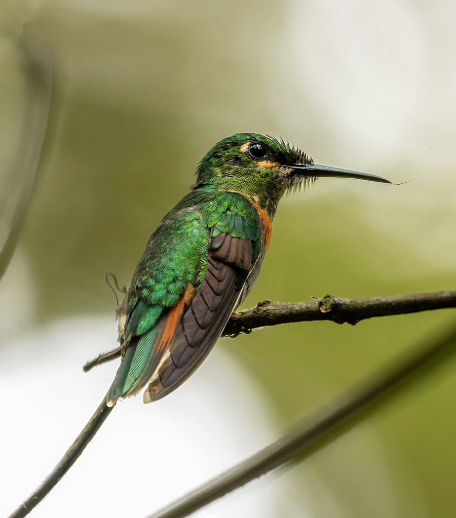 Colibrí suspendido frente a una flor del sotobosque