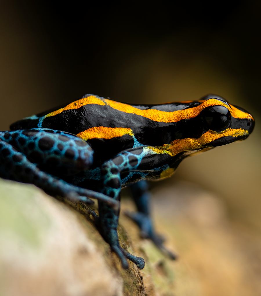 Rana azul y amarilla sobre una hoja del sotobosque
