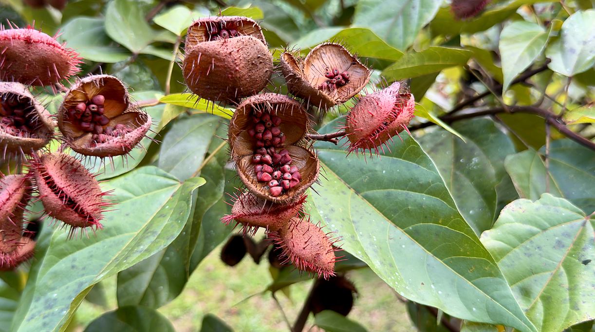 Frutos de achiote abiertos mostrando las semillas rojas
