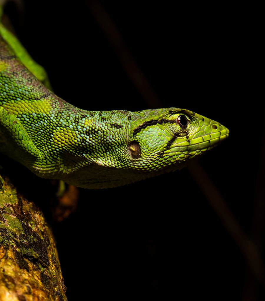 Lagartija verde sobre un tronco cubierto de musgo