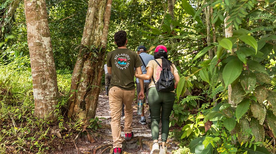 Grupo de visitantes caminando por un sendero del bosque