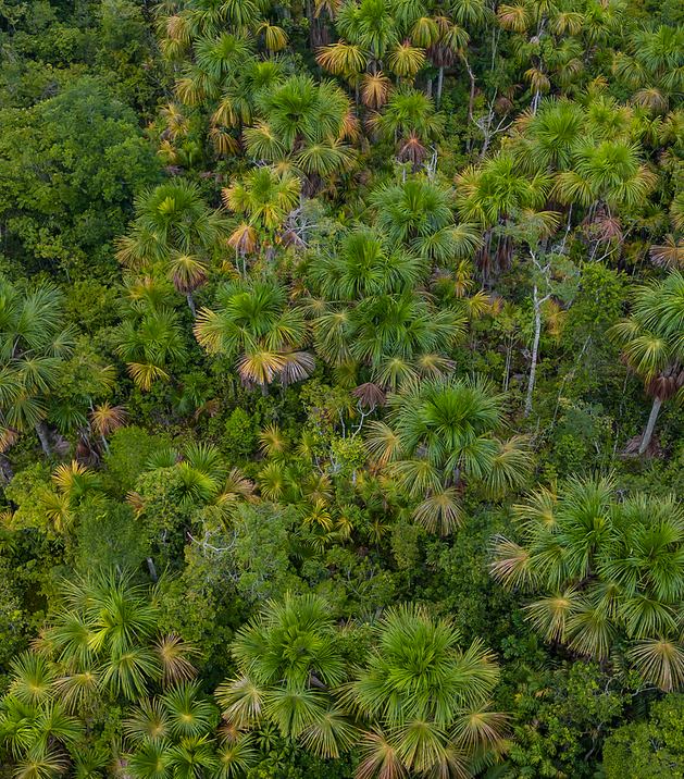 Aguajal denso de palmeras visto desde el aire