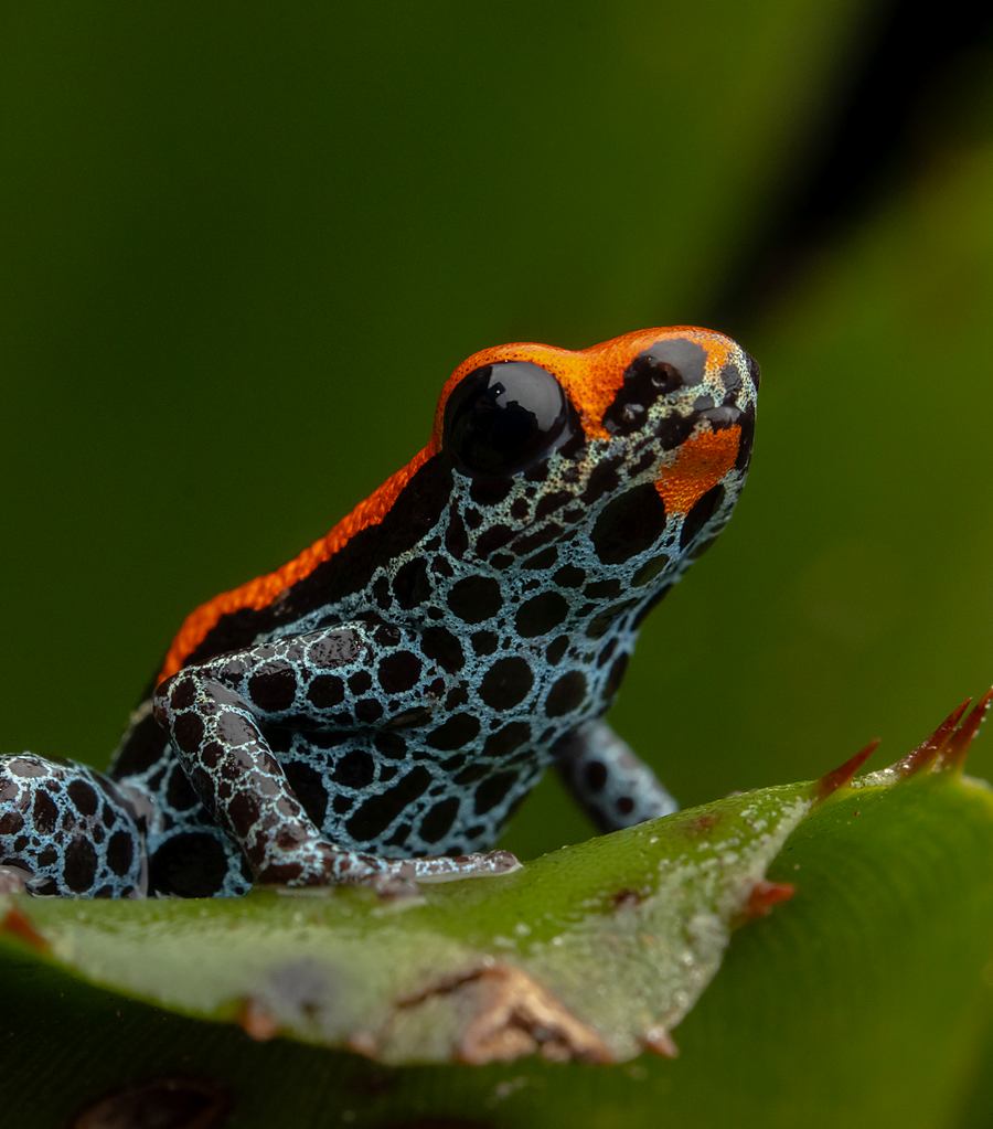 Rana naranja y azul posada sobre una hoja húmeda
