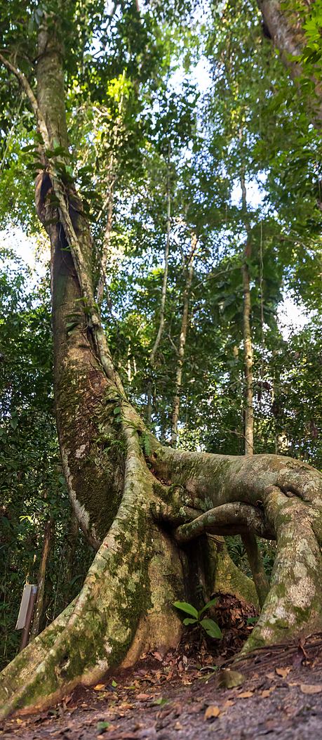 Raíces tabulares de un árbol gigante abriéndose en el suelo