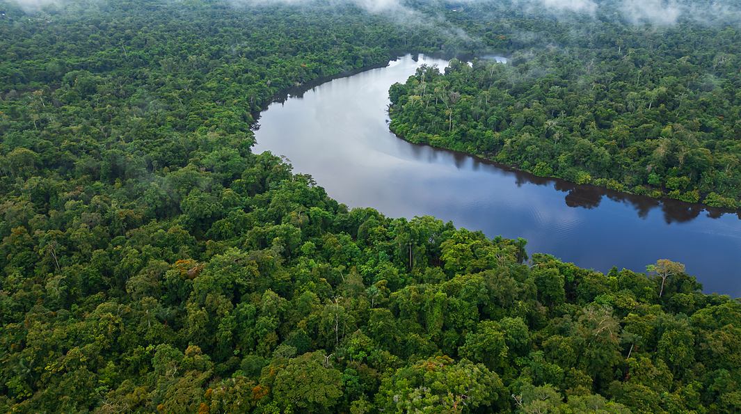 Meandro del río abriéndose paso entre el bosque, visto desde el aire