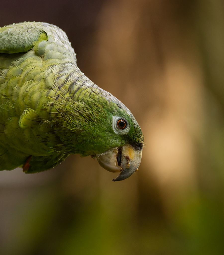 Loro amazona posado entre las ramas altas