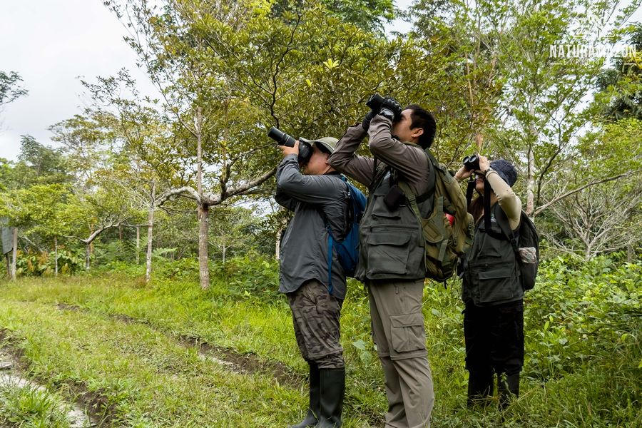 Tres observadores de aves apuntan sus binoculares y cámaras hacia las copas