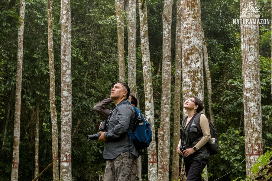 Dos observadores miran hacia el dosel entre troncos altos y delgados