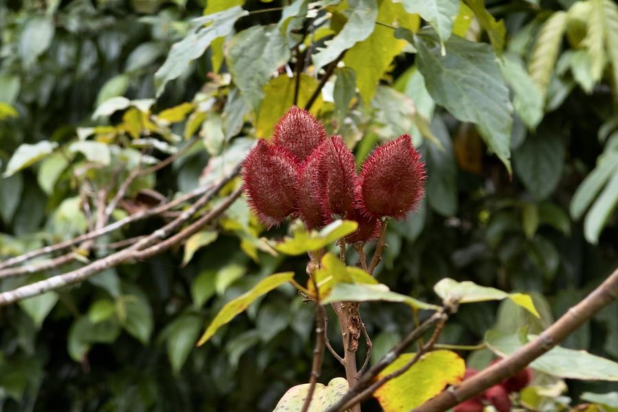Fruto maduro de achiote en la colección de plantas del centro