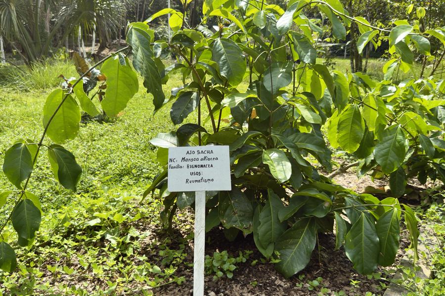 Planta medicinal con su ficha de identificación en el jardín del centro