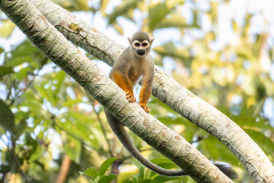 Mono fraile sobre una rama, en el bosque que rodea el centro