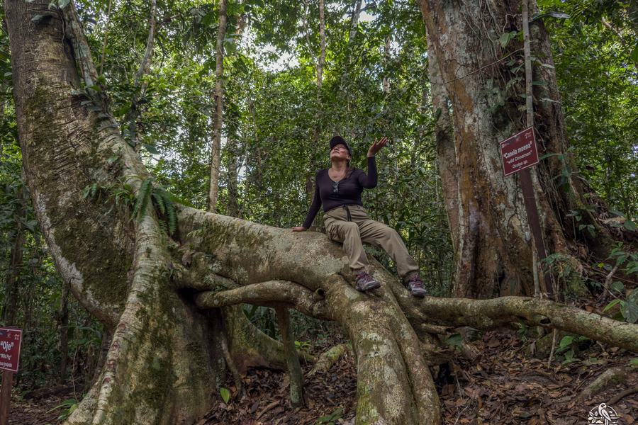 Raíces tabulares de un árbol gigante junto al sendero