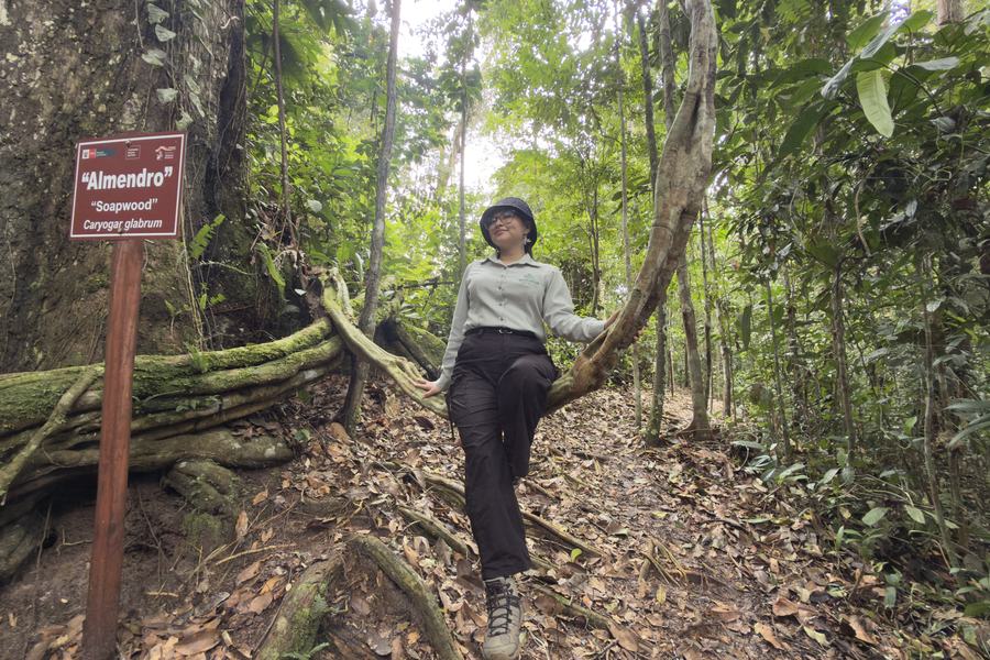 Visitante bajo el dosel de uno de los árboles grandes de la reserva