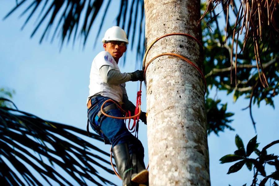 Poblador escalando una palmera de aguaje con arnés