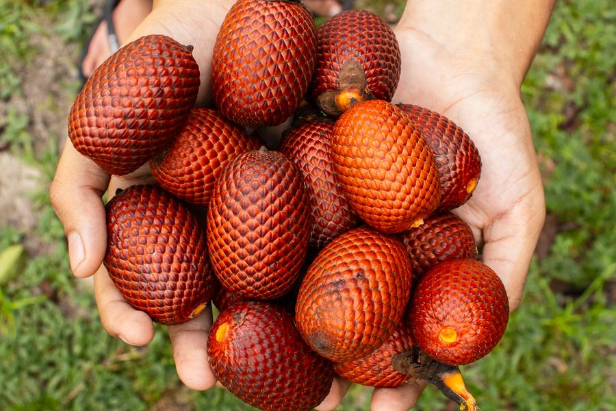 Frutos de aguaje recién cosechados en las manos