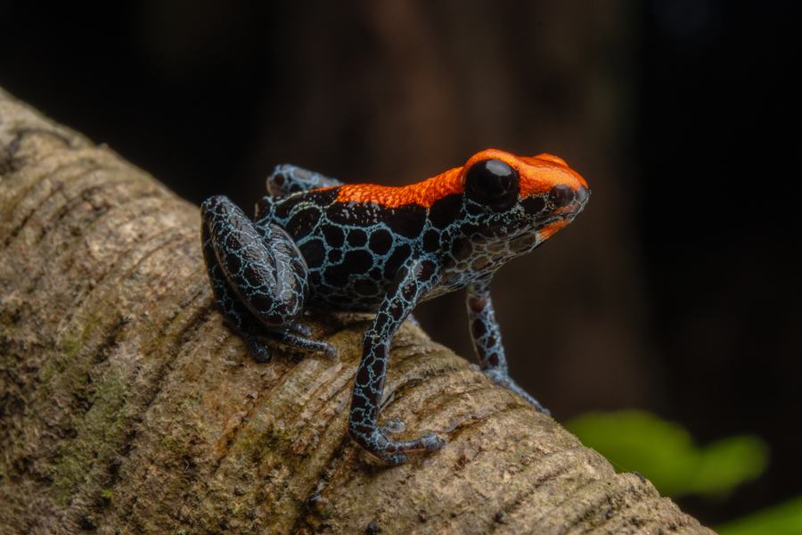 Rana venenosa sobre una hoja del sotobosque